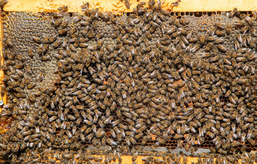 Beekeeping, freshly hatched honeycombs with bees from the beehive. Honey and bee.
