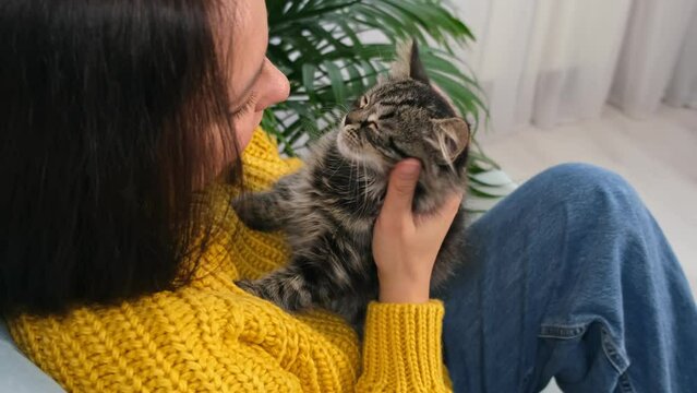 middle-aged asian woman petting kitten on sofa in living room. owner stroking grey cat close-up. Happy domestic animals at home.