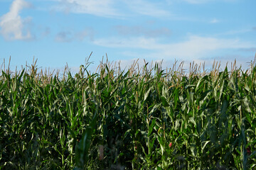 Young corn grows in the field. Farming. Corn on the background of the sky.