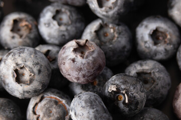 Blueberries in water droplets, blueberries close-up macro