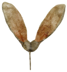 Watercolor Maple Leaf