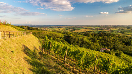 Fototapeta premium Colorful sunset in the vineyards of Savorgnano del Torre