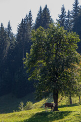 Fototapeta na wymiar Julian Alps in September are beautiful!