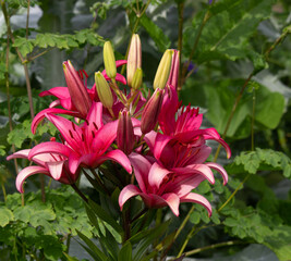 Fototapeta premium Lilium Pink