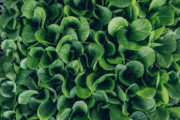 Top view on seedlings are grown in cassettes. Agricultural activity. Sale of seedlings growing in a breeding tray.