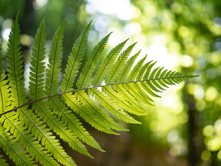 fern leaves in forest in sunshine.