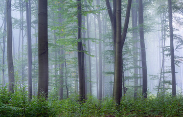 Misty morning in the green forest