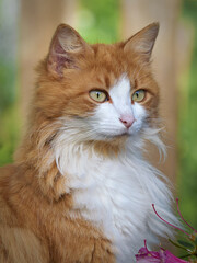 Close up cat face with natural lighting in garden