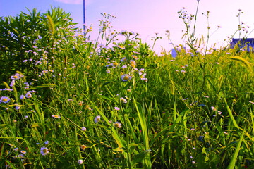 Obraz premium grass and flowers