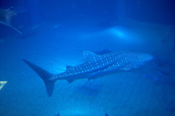 fish in aquarium