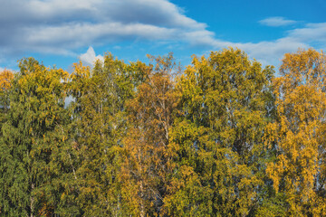 Fototapeta premium birch trees in fall