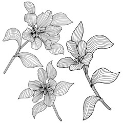 Leaves and flowers isolated on white. Hand drawn png illustration. Abstract compisition