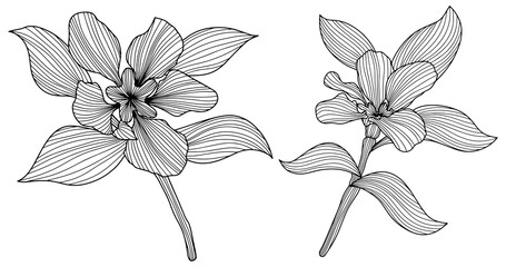 Leaves and flowers isolated on white. Hand drawn png illustration. Abstract compisition