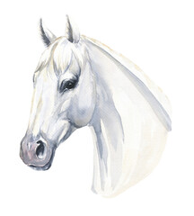 White horse portrait  isolated on transparent background. Watercolour illustration. © Ann Lou