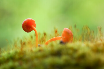 orange mushroom in field