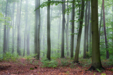 Misty morning in the green forest