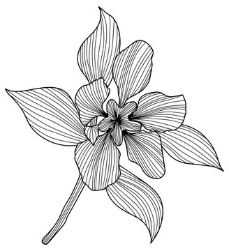 Flower isolated on white, hand drawn sketch, png flower illustration.
