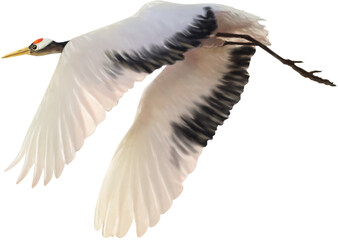 red crowned crane paint