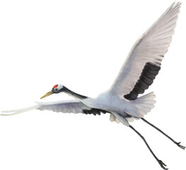 red crowned crane paint