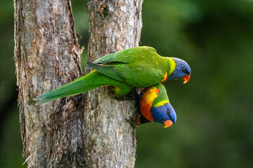Two rainbow lorikeets parrots hanging off a tree trunk  (Trichoglossus moluccanus)