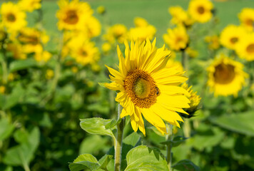 gelbes Sonnenblumenfeld im Herbst