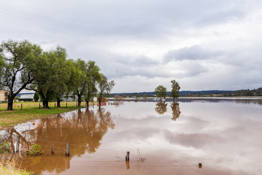 Two trees in flooded farm paddock with fence underwater