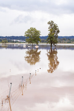 Two trees in flooded farm paddock with fence underwater