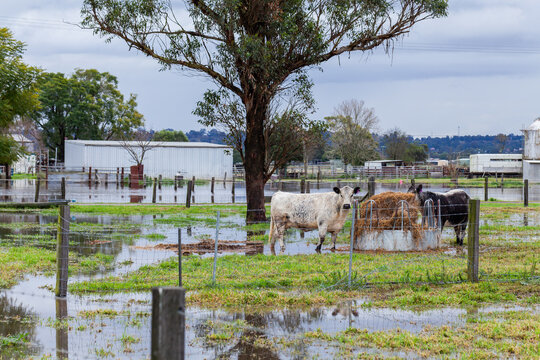 Cattle on farm in rising floodwater during natural disaster flood event
