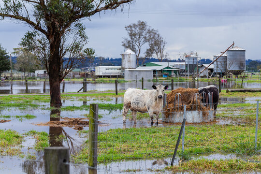 two cows on farm in rising floodwater during natural disaster flood event