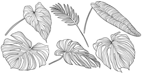 Leaves isolated on white. Tropical leaves. Hand drawn png illustration.