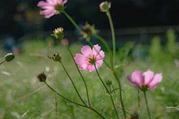 逆光で花びらが透けるピンク色のコスモス