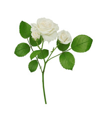 white rose on transparent background