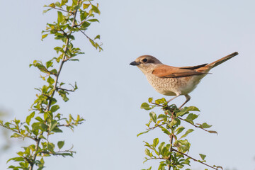 Neuntöter Jungvogel