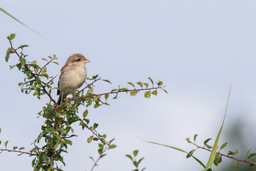 Neuntöter Jungvogel