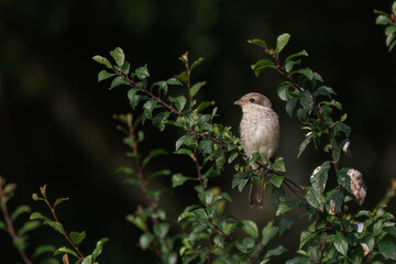 Neuntöter Jungvogel