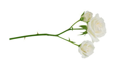 white rose on transparent background