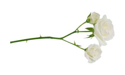 white rose on transparent background