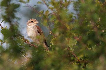 Neuntöter Jungvogel