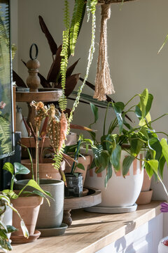 Indoor Plants