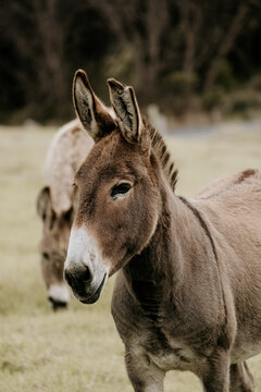 Pair Of Donkeys In Paddock.