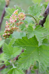 A close-up of currant flowers, buds and green leaves