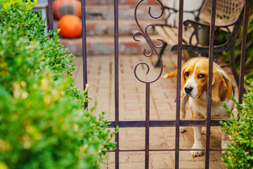 Basset Hound dog at a beautiful wrought iron fence. 