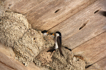 oisillons affamés © helenedevun