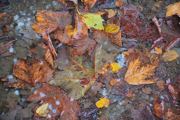 Herbstlaub in einer Wasserpfütze