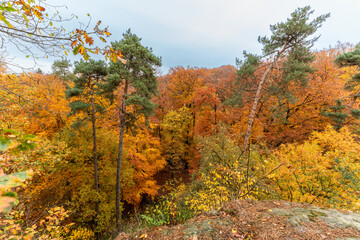 Herbst im Wald mit Felsen