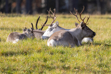 Reindeer sit on a meadow in Finland