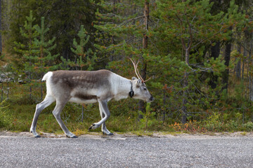 Naklejka na ściany i meble reindeer in the woods in finland