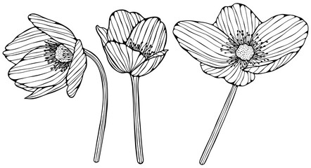 Flowers isolated on white. Hand drawn abstract png illustration
