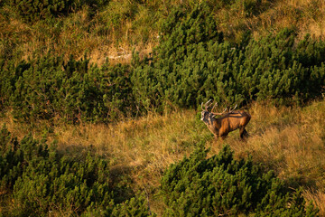 Red deer, cervus elaphus, roaring among dwarf pines in rutting season in mountains. Stag with big antlers bellowing in mating season with copy space illuminated by morning light.