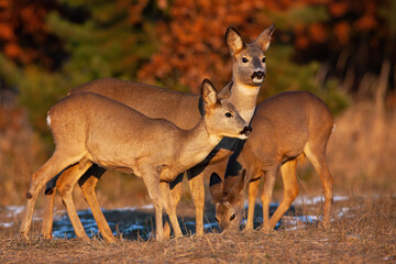 Roe deer, capreolus capreolus, doe with two fawns looking around on a glade sunlit by evening light...
